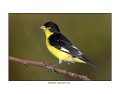 0677 lesser goldfinch
